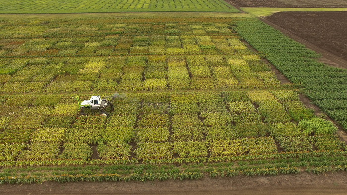 Sorghum trial plots