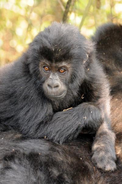 Grauer's Gorilla Baby