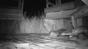 River Otters Eating Crab