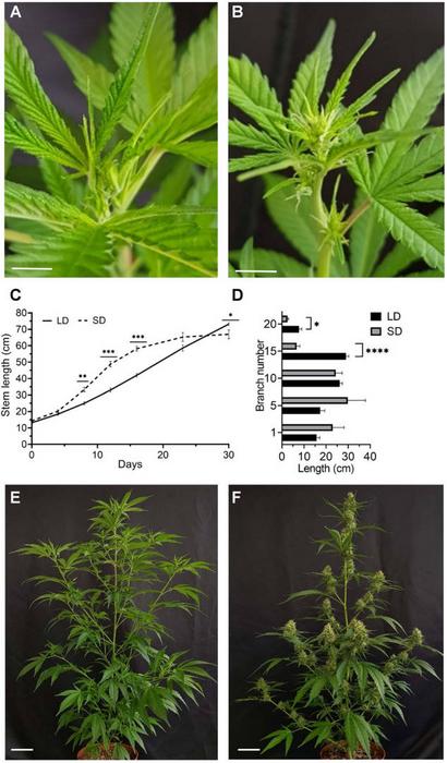 Development of cannabis plants under different photoperiods.
