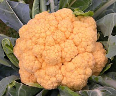 Orange Cauliflower