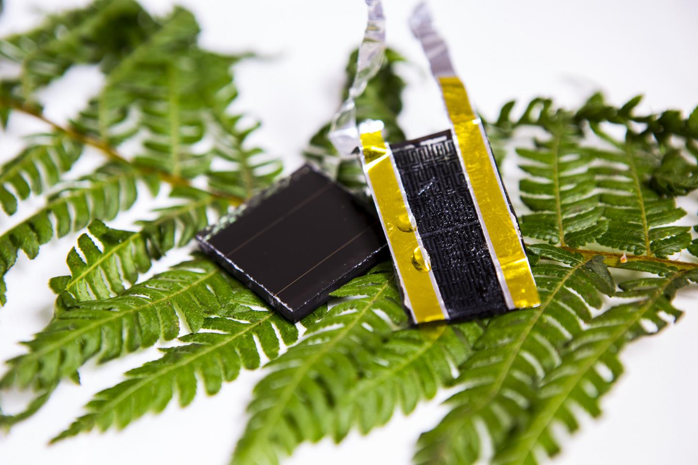 Bio-inspired Electrode