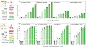 [Figure 2] Detection of 2.5 copies of 4 doping genes and single cell-level of genetically modified cellss using CRISPR