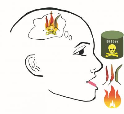 OU Neuroscientists Find Brain Pathway Supporting Intersection of Taste and Pain (2 of 2)
