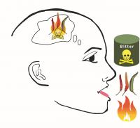 OU Neuroscientists Find Brain Pathway Supporting Intersection of Taste and Pain (2 of 2)