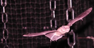 How Bats Keep Out Echo Clutter (2 of 7)