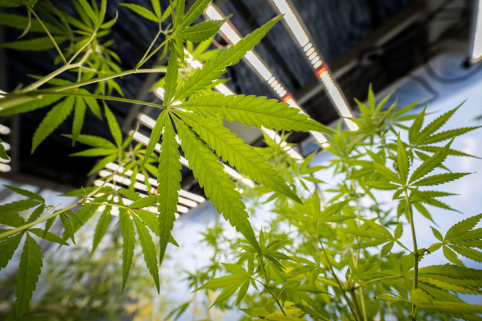 Hemp Plants