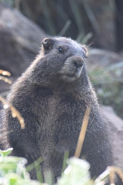 A marmot from the field study