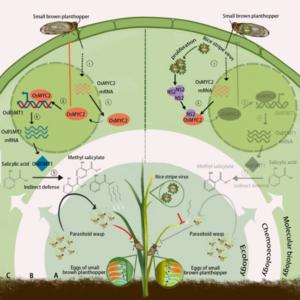 Proposed model illustrating how rice-infecting viruses attenuate indirect defenses against insect vectors