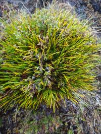 <i>Lepidosperma monticola</i> (2 of 2)