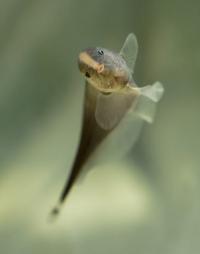 Brown Ghost Knifefish