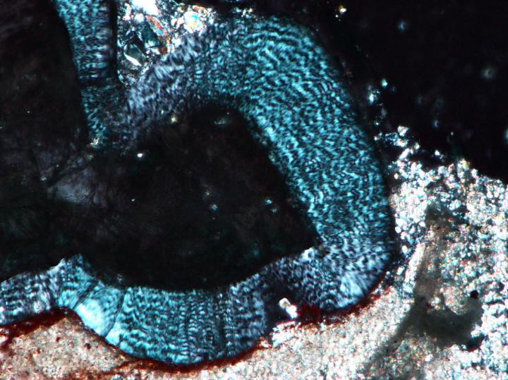 <i>Changchunsaurus</i> Wavy Enamel