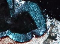 <i>Changchunsaurus</i> Wavy Enamel
