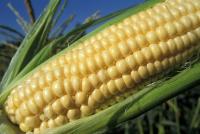 Corn  for Fido