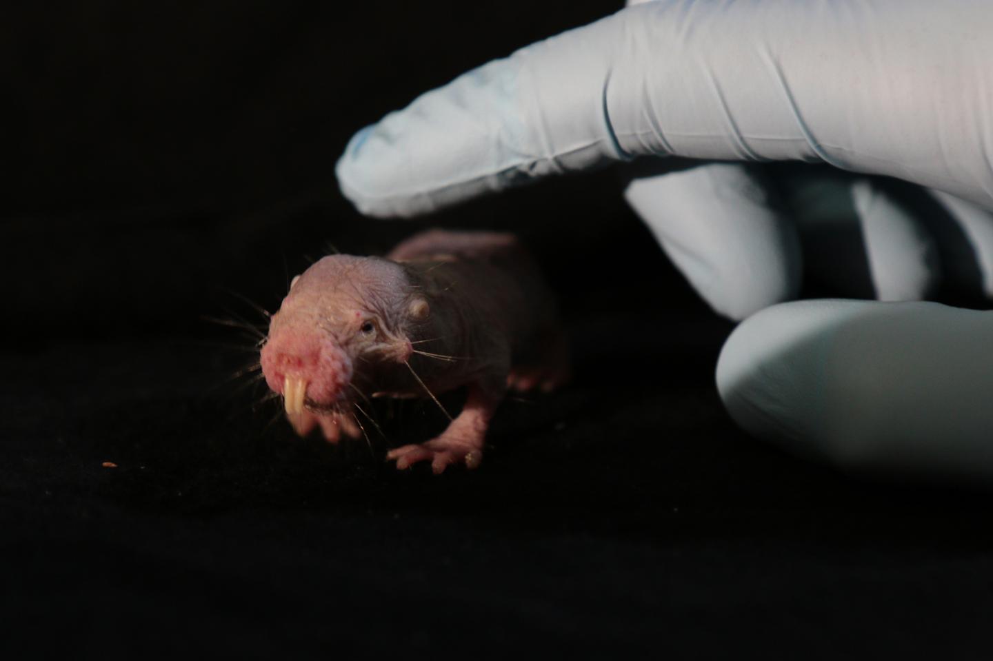 Breathe Easy: the Naked Mole-Rat's Secret to Surviving Oxygen Deprivation (7 of 12)