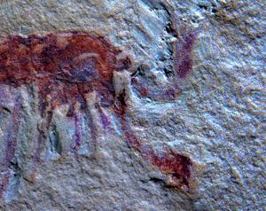Close-up of a Jianfengia fossil showing the animal’s paired “great appendages.”
