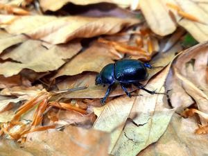 Dung beetle