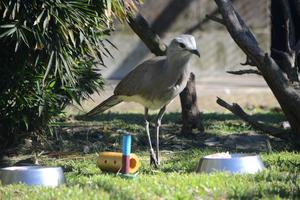 Black-legged Seriema