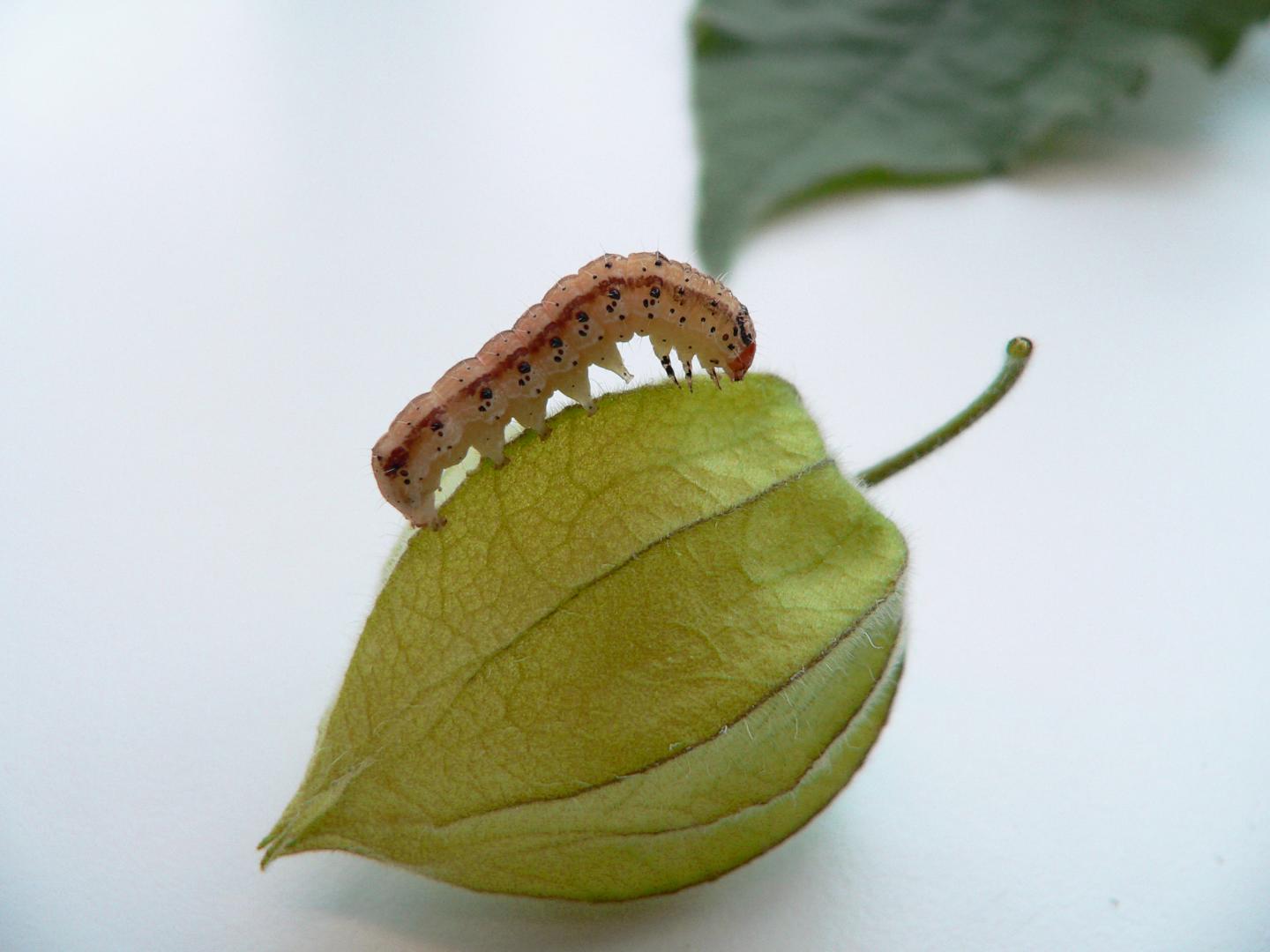 <i>Heliothis subflexa</i> on <i>Physalis</i>