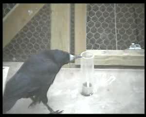 Bird Making Hook to Access Food (1 of 2)