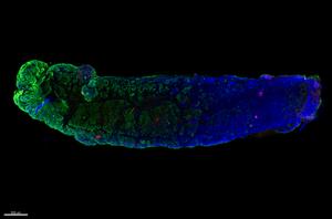 Gastric multi-regional assembloid