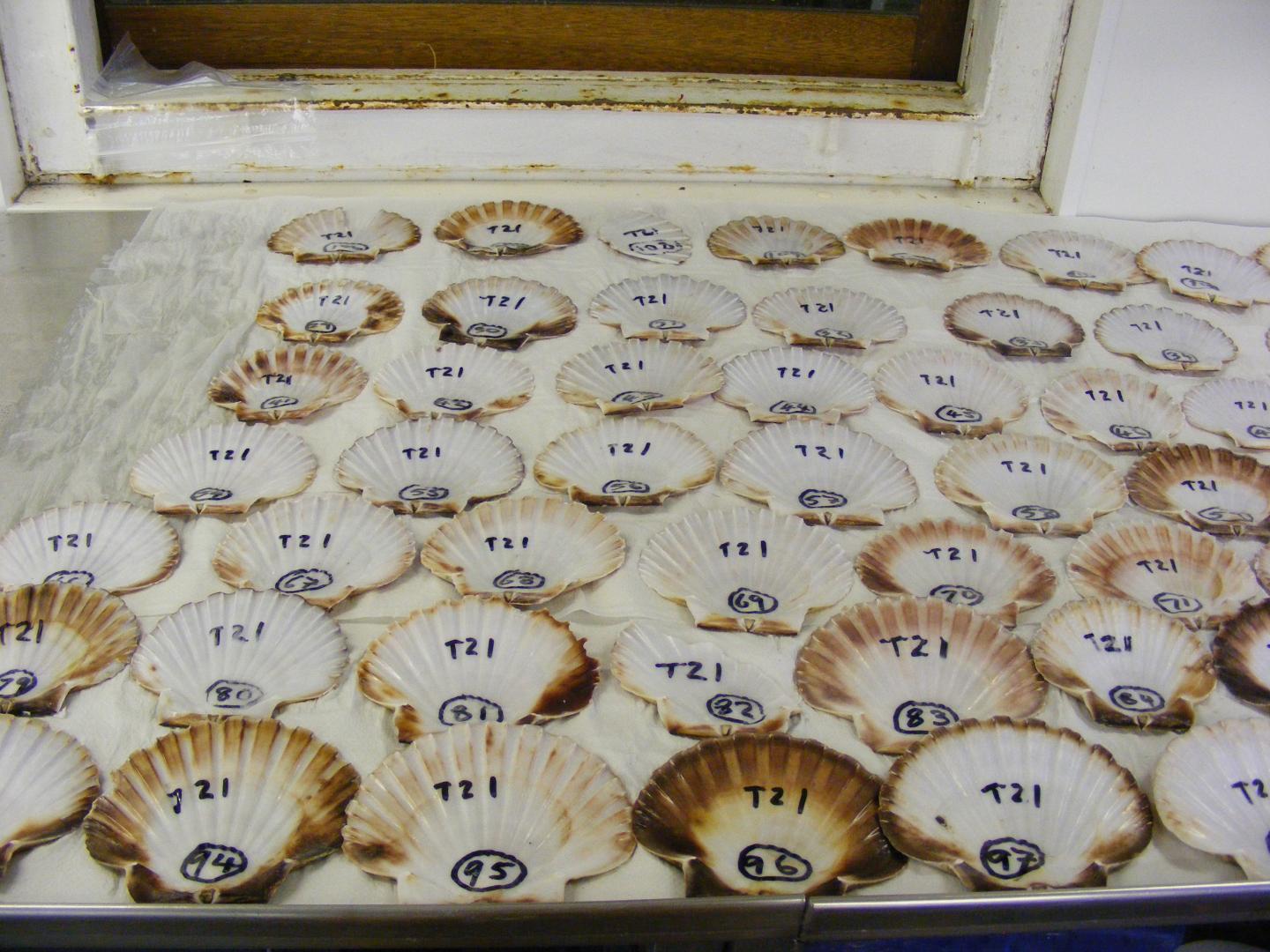 Scallops