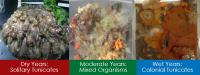 Fouling Organisms