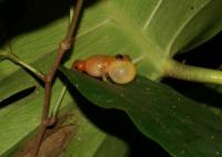 A Yellow Dyer Rain Frog Calling