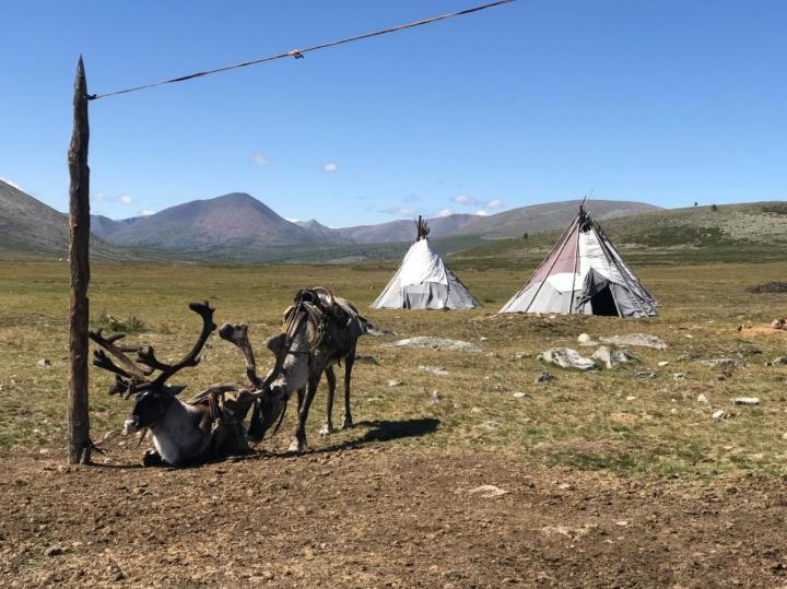 Saddled Reindeer