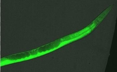 Roundworm