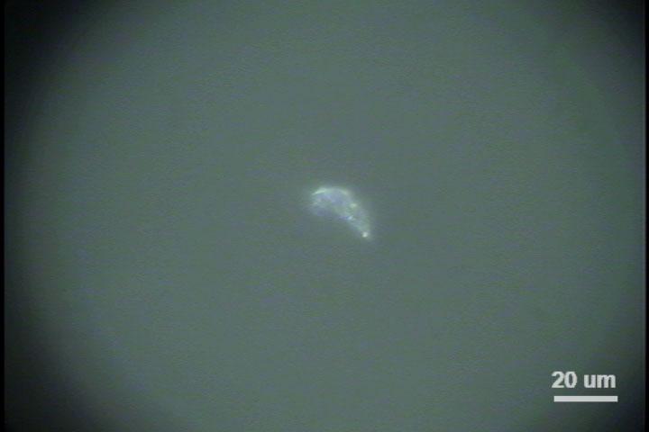 Marine microplastics