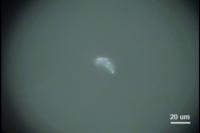 Marine microplastics