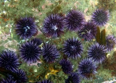 The First Echinoderm Genome Sequence