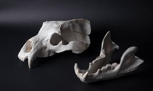 Lower jaw and skull bone of a Syrian brown bear