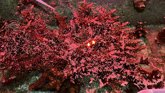 The Spawning Spectacle