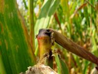 Broken Stalk