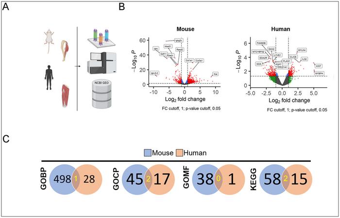 Transcriptional programs diverge in aging mouse and human skeletal muscle