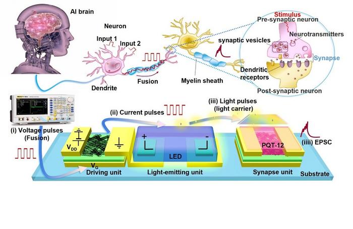 Biomimetic Implementation of Neural Pathways and Synaptic Plasticity Using Basic Electronics