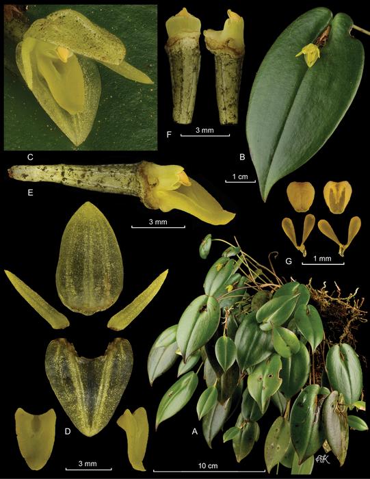 Pleurothallis matrisilvae