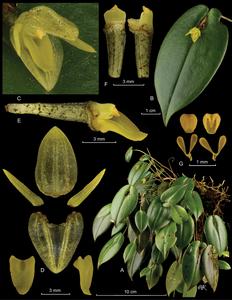 Pleurothallis matrisilvae