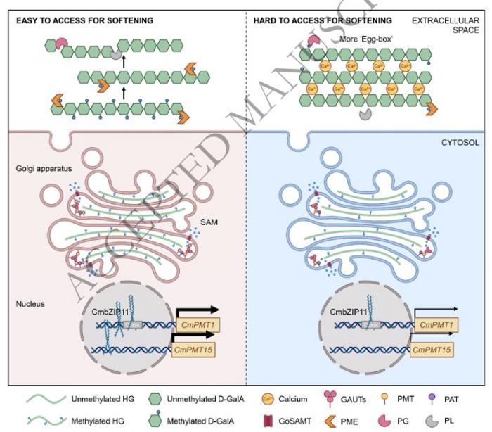 Mechanism of CmbZIP11 regulates CmPMT1 and CmPMT15 expression to regulate methyl-esterification of HG affecting fruit softening in melon.