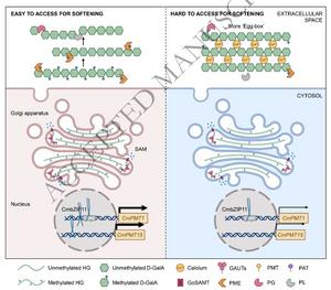 Mechanism of CmbZIP11 regulates CmPMT1 and CmPMT15 expression to regulate methyl-esterification of HG affecting fruit softening in melon.