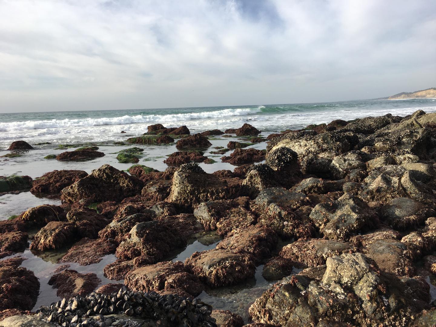 California mussel beds