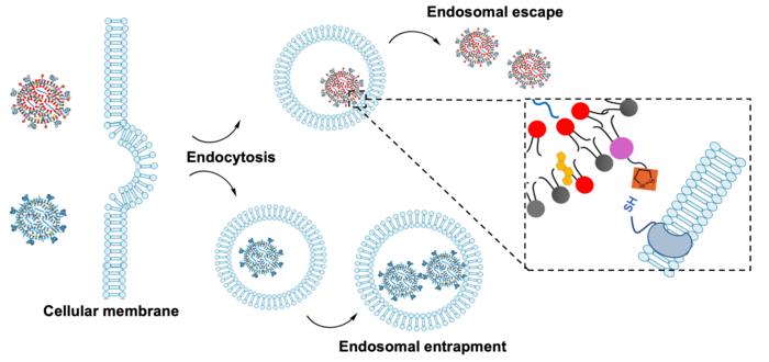 Adding cyclic disulfide lipids to lipid nanoparticles improves mRNA delivery