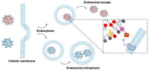 Adding cyclic disulfide lipids to lipid nanoparticles improves mRNA delivery
