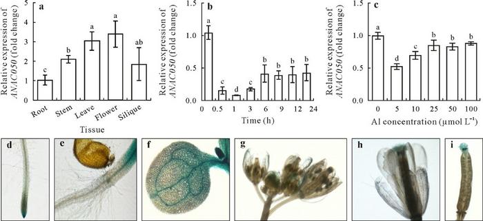 ANAC050 Expression Patterns Reveal Its Role in Aluminium Stress Response.