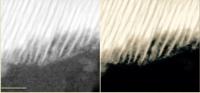 Organic Carbon in Martian Meteorite