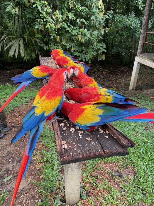 Rescued Scarlet Macaw nestlings