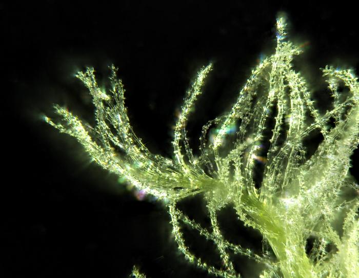 illuminated stigma hairs from the pistil of a wheat floret