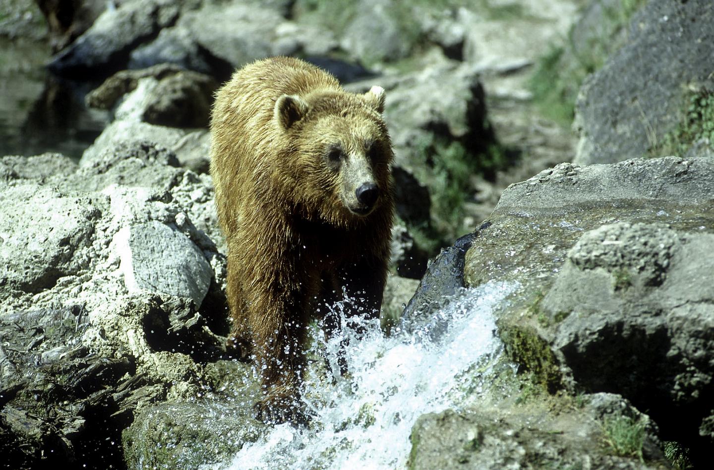 Bear
